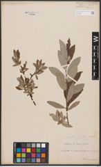 Salix aurita L. x Salix repens L.